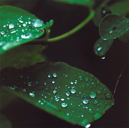 Leaves with Drops